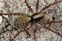 Pardosa_lugubris_D7411_Z_90_NP De Hoge Veluwe_Nederland